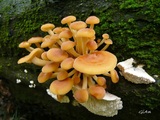 Flammulina velutipes