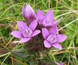 Gentianella anisodonta