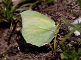 Gonepteryx cleopatra