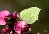 Gonopteryx rhamni