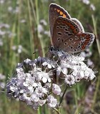 Gypsophila papillosa