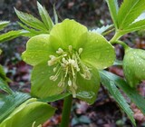 Helleborus viridis