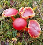 Higrocybe coccinea