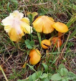 Hygrocybe clorophana