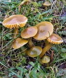 Hygrocybe psittacina