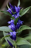 Gentiana asclepiadea