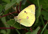 Colias sp