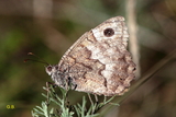 Hipparchia statilinus