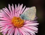 Polyommatus icarus