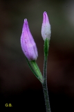 Cephalanthera rubra