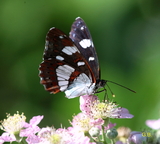 Limenitis reducta