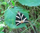 Panaria Quadripunctaria.