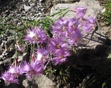 Dianthus sternbergii