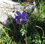 Aquilegia einseleana