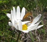 Coenonympha gardetta