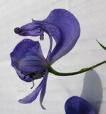 Aconitum degenii