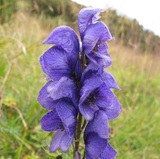 Aconitum napellus