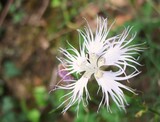 Dianthus monspessulanus