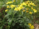 Senecio rupestris