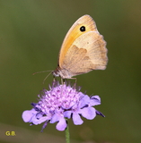 Coenonympha pamphilus