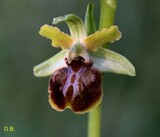 Ophrys sphegodes