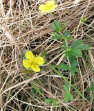 Potentilla tormentilla