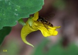 Impatiens noli tangere