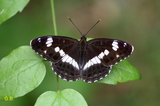 Limenitis camilla