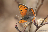 Lycaena phlaeas