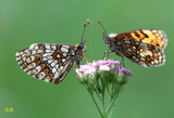 Melitaea athalia