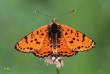 Melitaea didyma