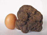 Tartufo nero