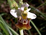 Ophrys holosericea subsp. tetraloniae