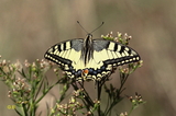 Papilio machaon