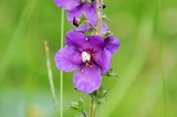 Verbascum phoeniceum