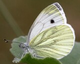 Pieris napi