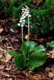 Pyrola minor