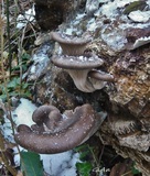 Pleurotus ostreatus