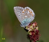 Polyommatus bellargus