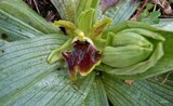 Ophrys sphegodes