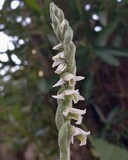 Spiranthes spiralis