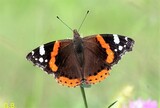 Vanessa atalanta