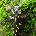 Salamandra pezzata