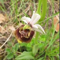Ophrys holosericea-2