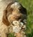 L'ISPRA dice no alla legge regionale sull'addestramento dei cani da ca...